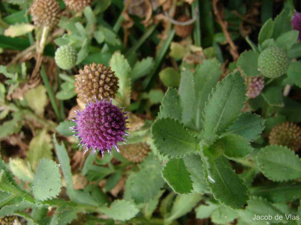 Sphaeranthus indicus L.
